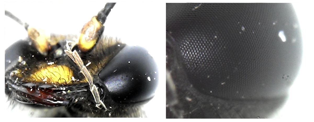 Она же в анфас. Глазик. 