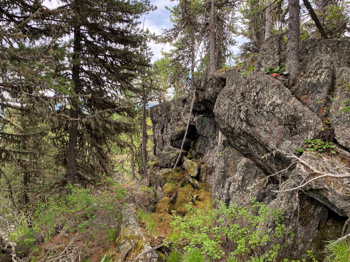 Фото из моей экспедиции в Алтайскую тайгу.