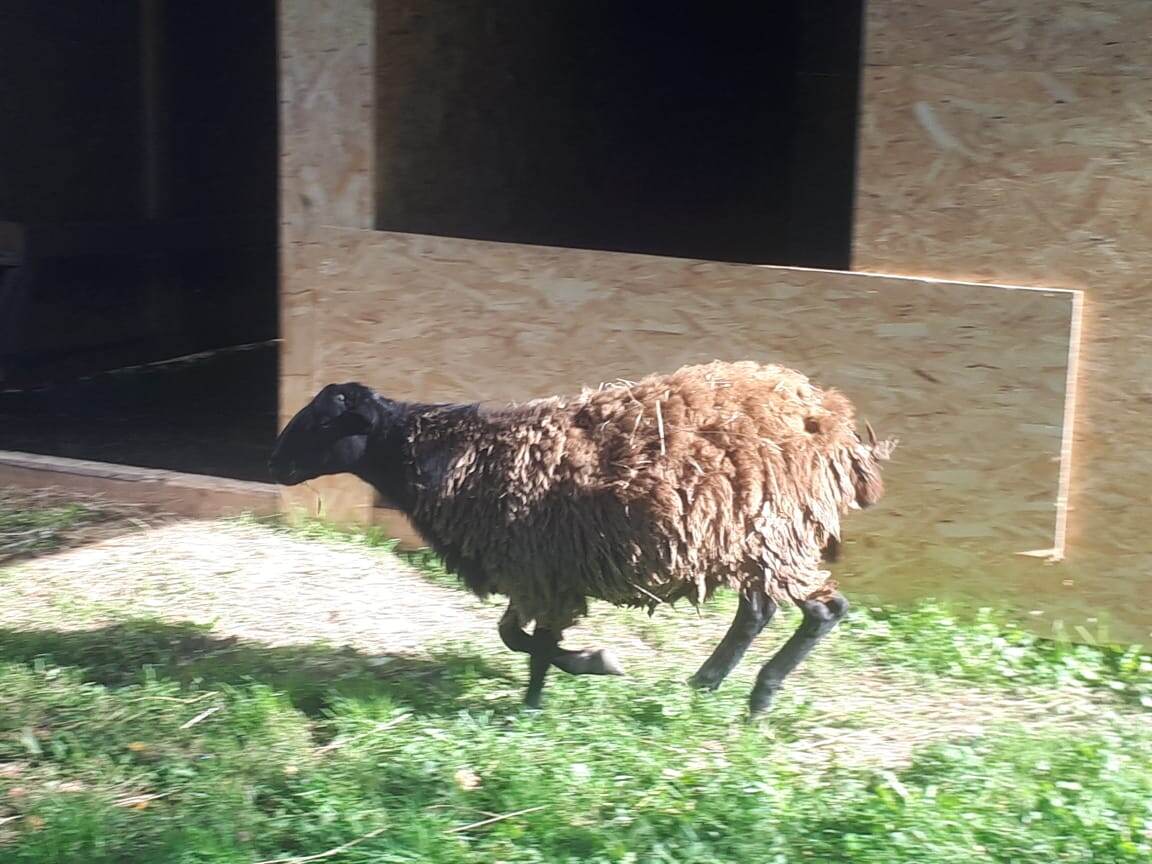"Я от дедушки ушел, я от бабушки ушел, а от вас и подавно уйду..."