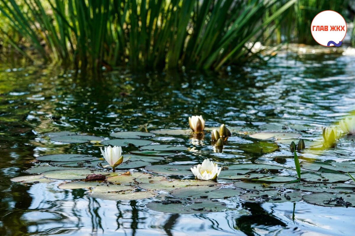Специалисты Комплекса городского хозяйства начали реабилитацию Воронинских прудов в Москве
