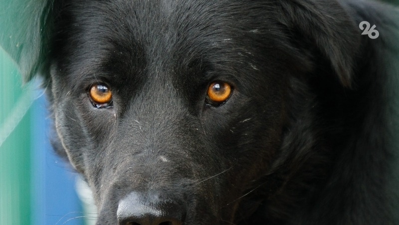      Фото: Дмитрий Ахмадуллин / / ИА «Победа26»