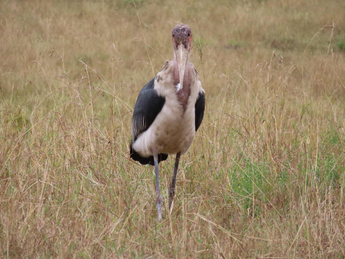 Марабу, с которым мы обедали в Кении. Он падальщик, ему плевать на эти ваши стратегии. Хотя падальщик – тоже стратегия.