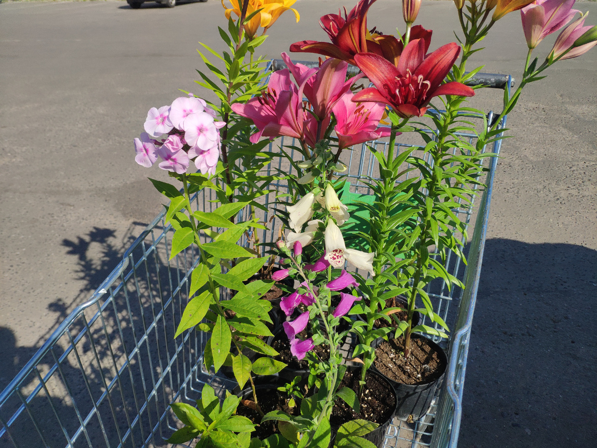 Фото автора.