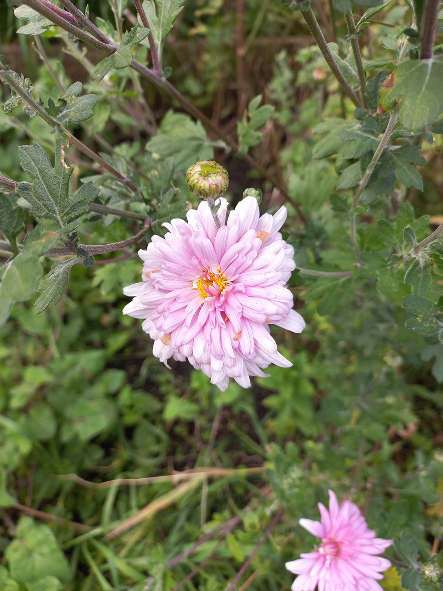 Распускаются хризантемы.