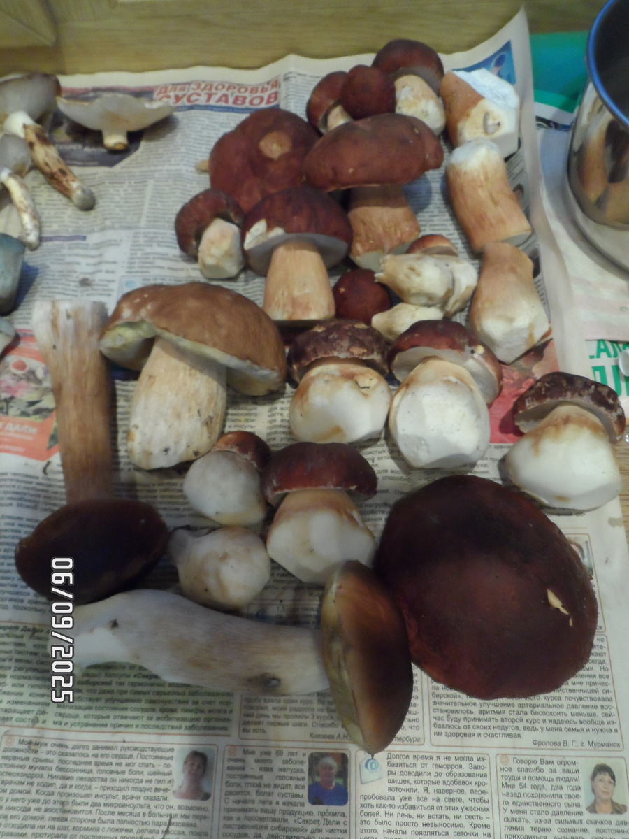 предыдущий сбор на этих же местах.  в этот раз было не до фото и не до видео (по белым). Торопился. Времени в обрез. А ещё только было начало пути.