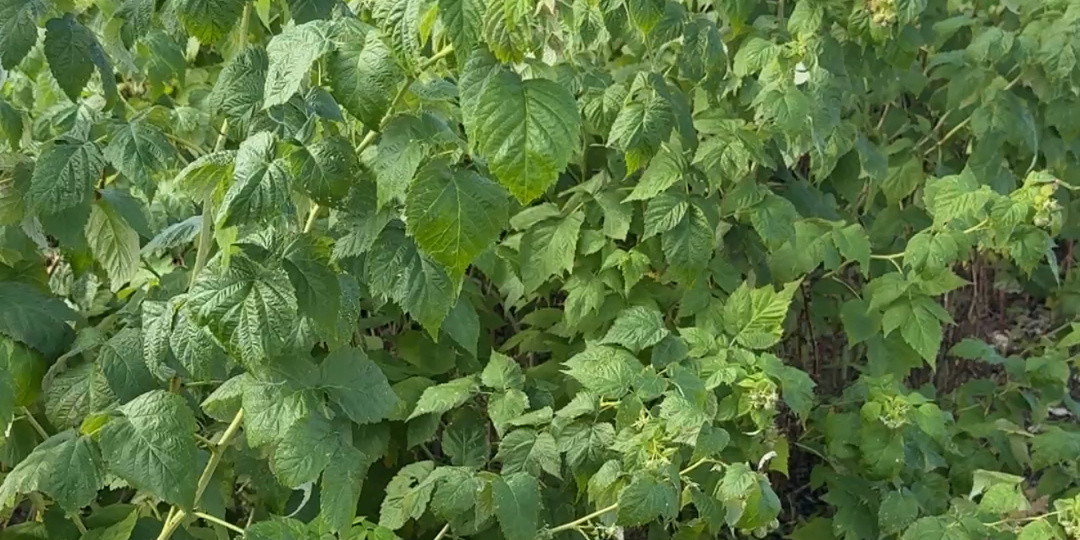 Зачем малине нужна горчица осенью? Забытый порошок, избавит от многих проблем на огороде