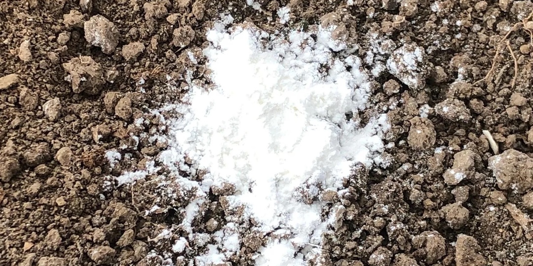 Больше никакого проволочника! Способ, который вдохновил тысячи огородников — сделайте так осенью и на будущий год проволочника не будет