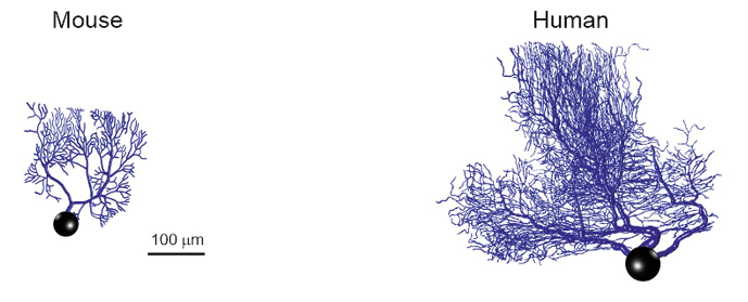 Сложные и прекрасные клетки Пуркинье