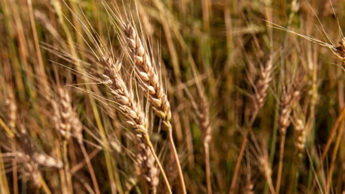 Русское зерно знают во всем мире. Фото: Svetlana Vozmilova/Global Look Press