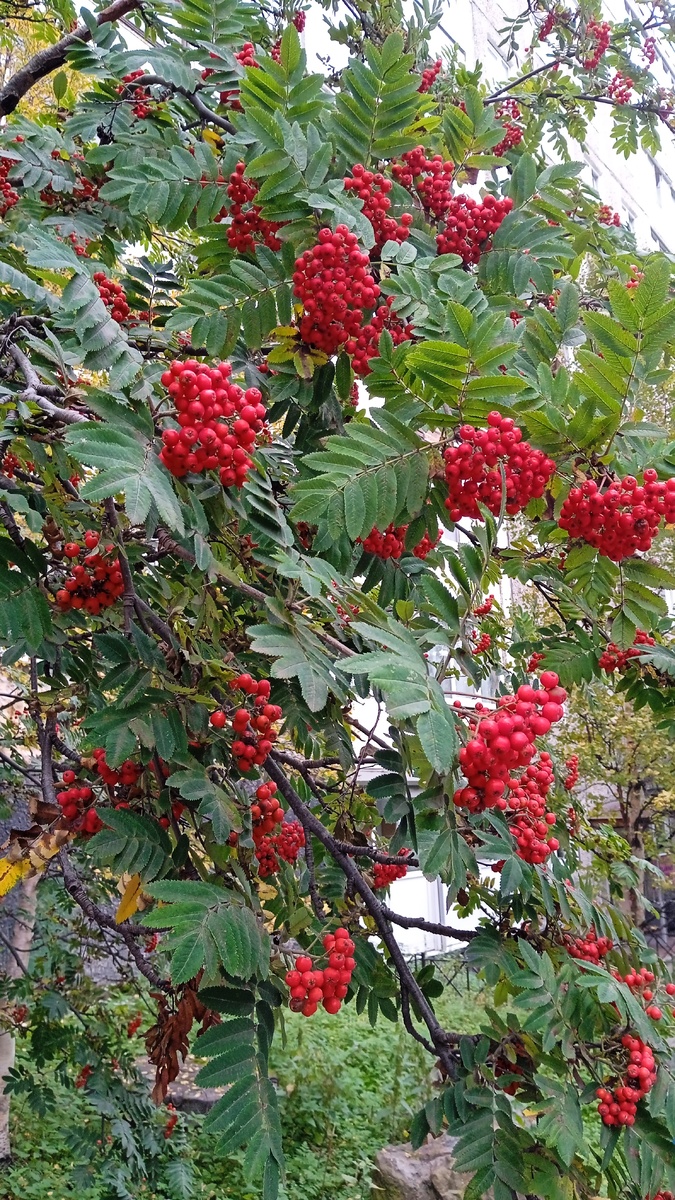Рябина на улице Беринга: ешь, не хочу