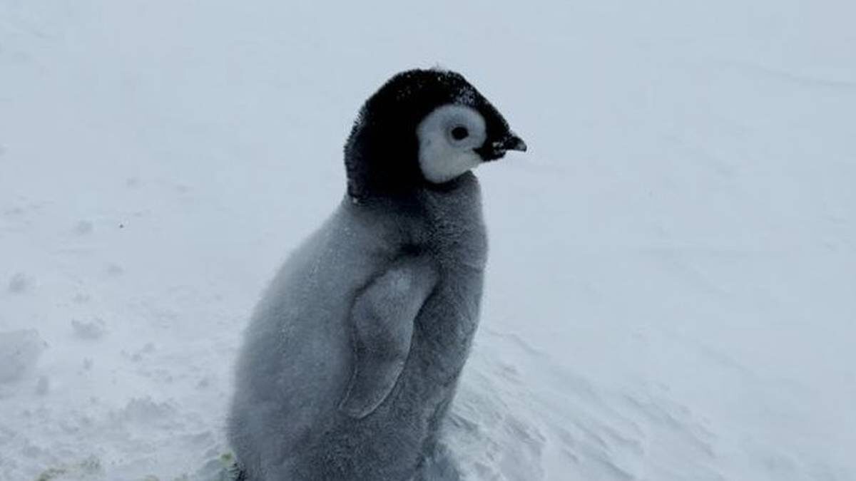    Фото: пресс-служба Арктического и антарктического научно-исследовательского института