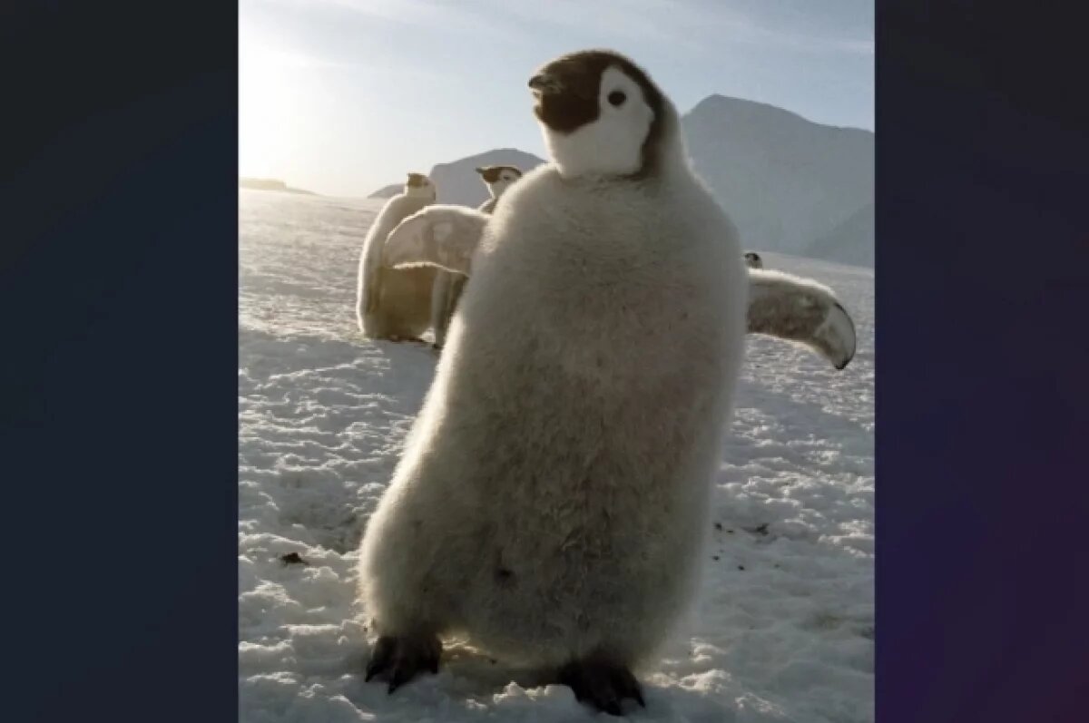   Российские орнитологи спасли птенца императорского пингвина в Антарктиде
