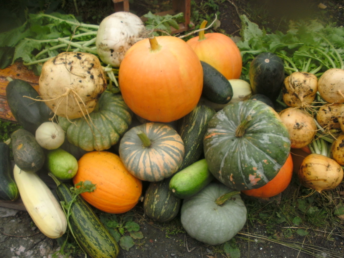 Цыплят по осени считают, а мы считаем урожай на наших грядках!