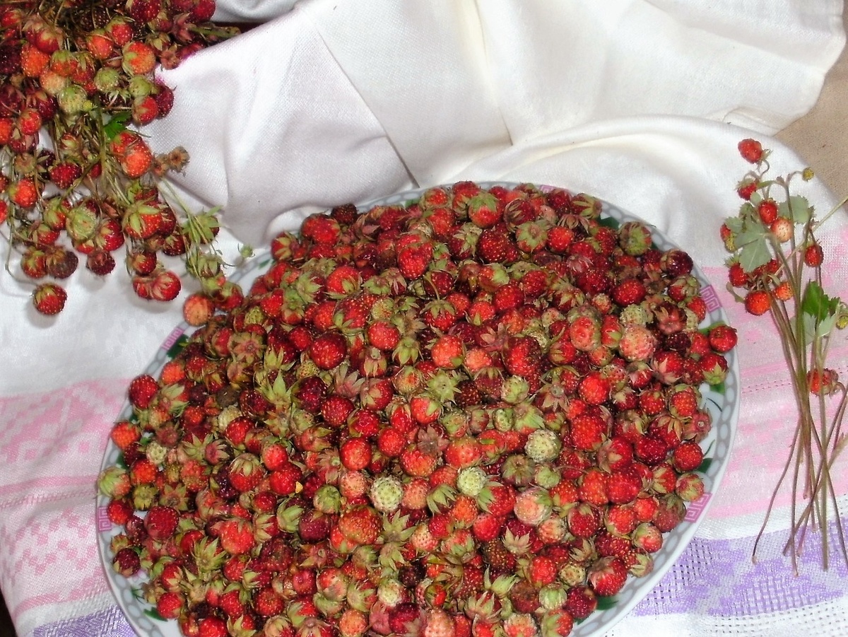 Полянки с полевой клубникой - это бонус в поместье и вокруг него!