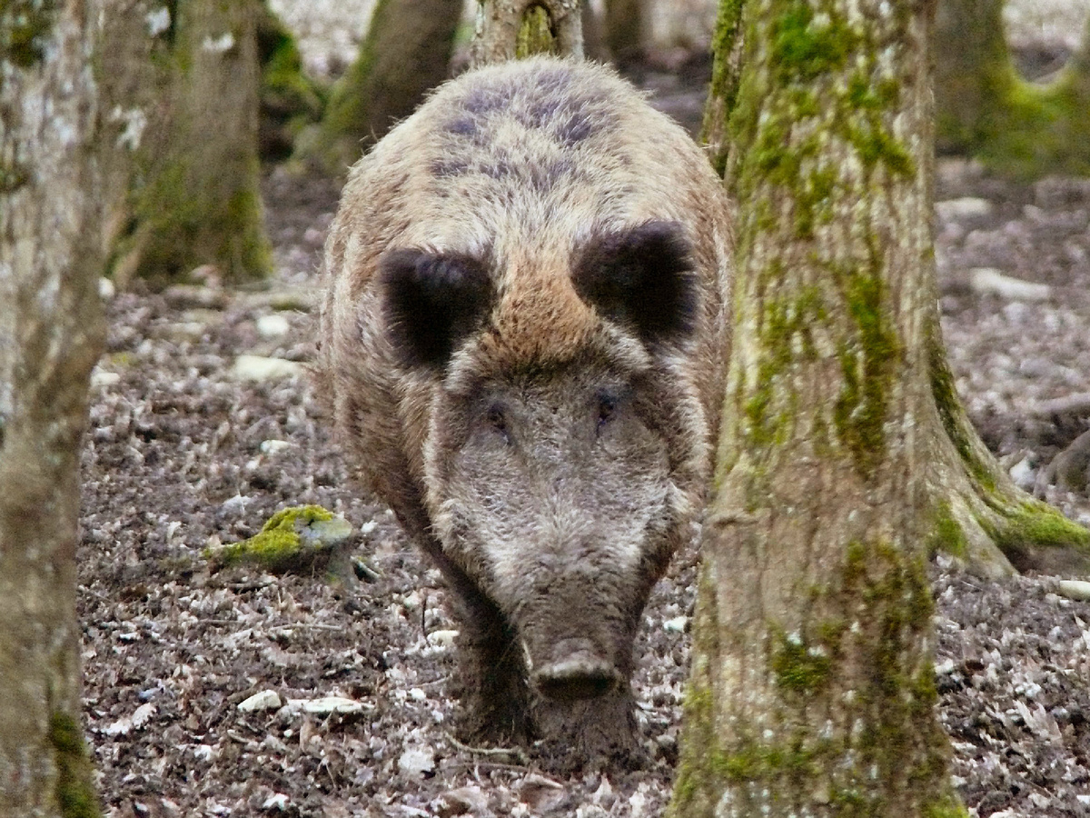 dynamosquito, CC BY-SA 2.0