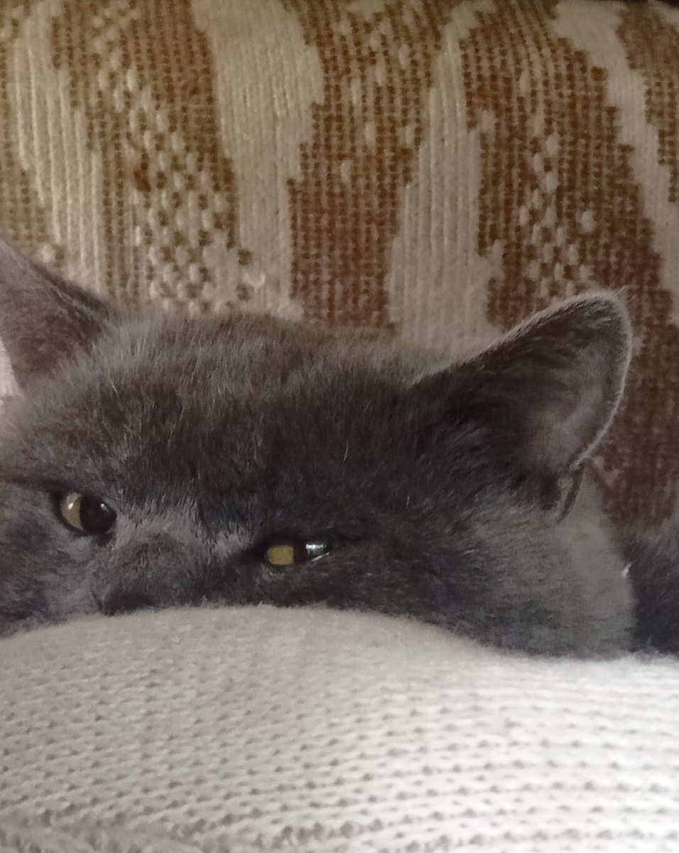 Вот он красавчик Дымок