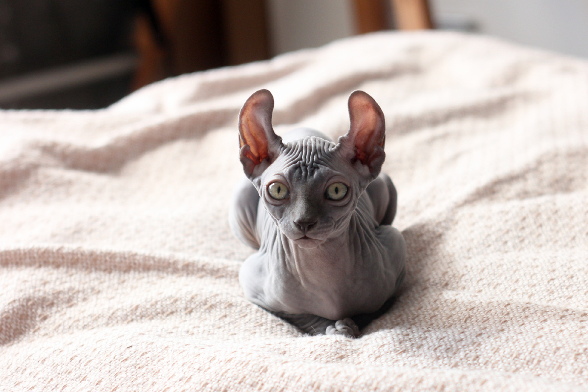 Кошачий поцелуй в действии: смотрит -> прикрывает глаза