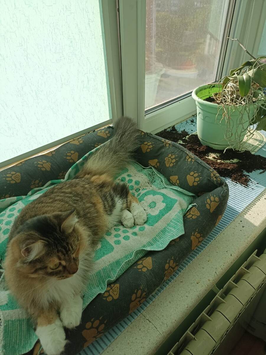 Вот так её происки обычно выглядят)) 