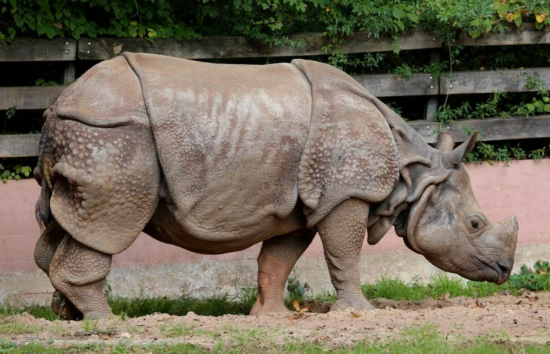 Фото: Яндекс картинки