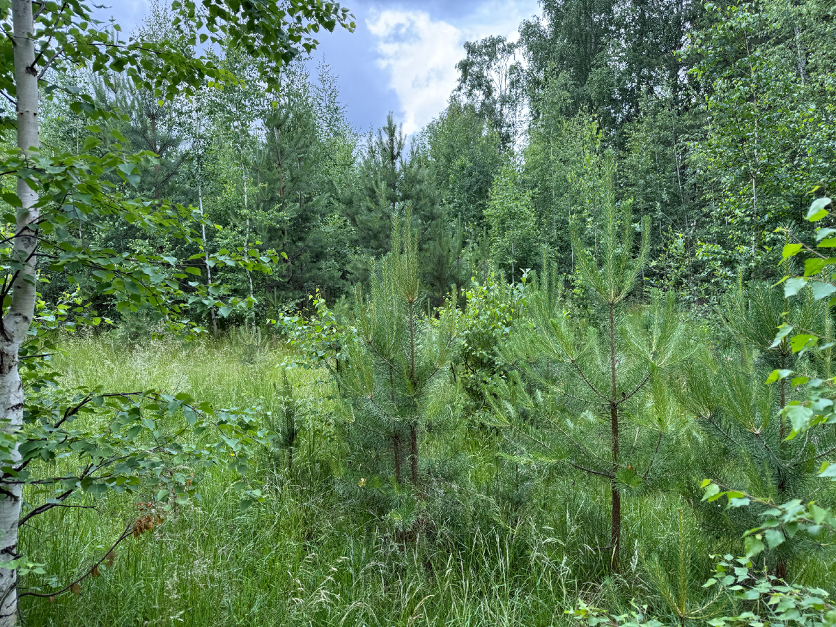 Леса вокруг прииска просто сказочные! Июнь 2025.