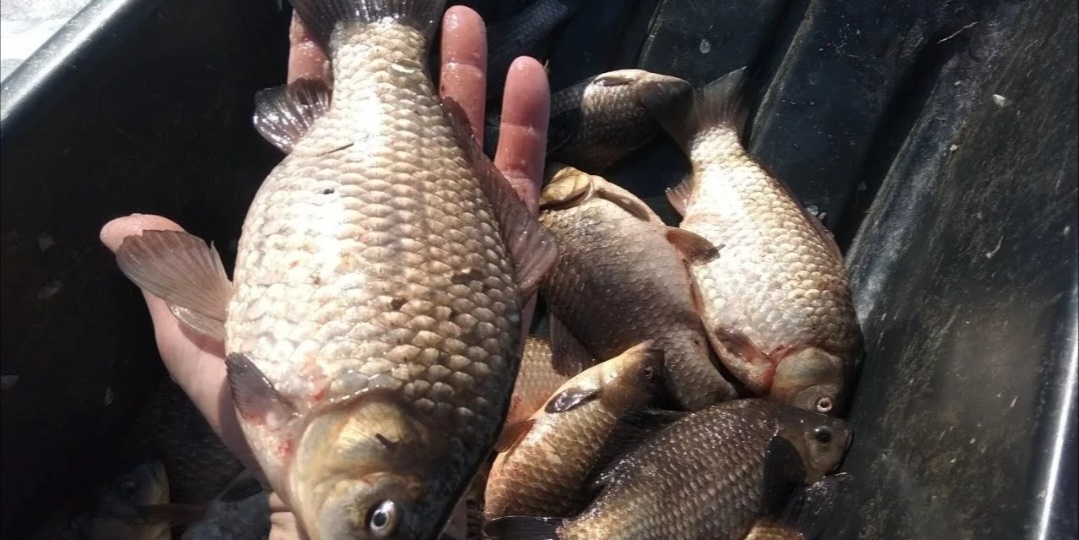 Мой проверенный рецепт идеальной наживки на карася