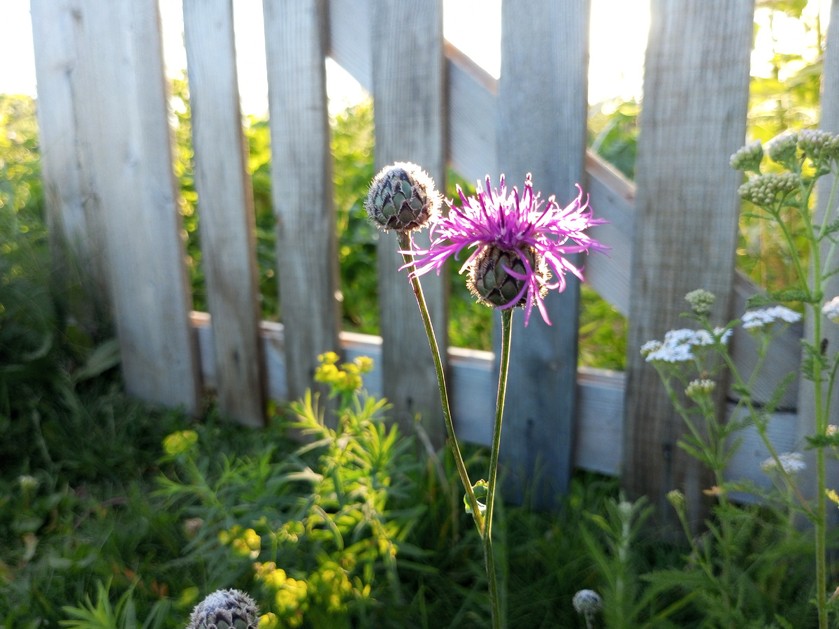 Скромная красота. Фото автора.