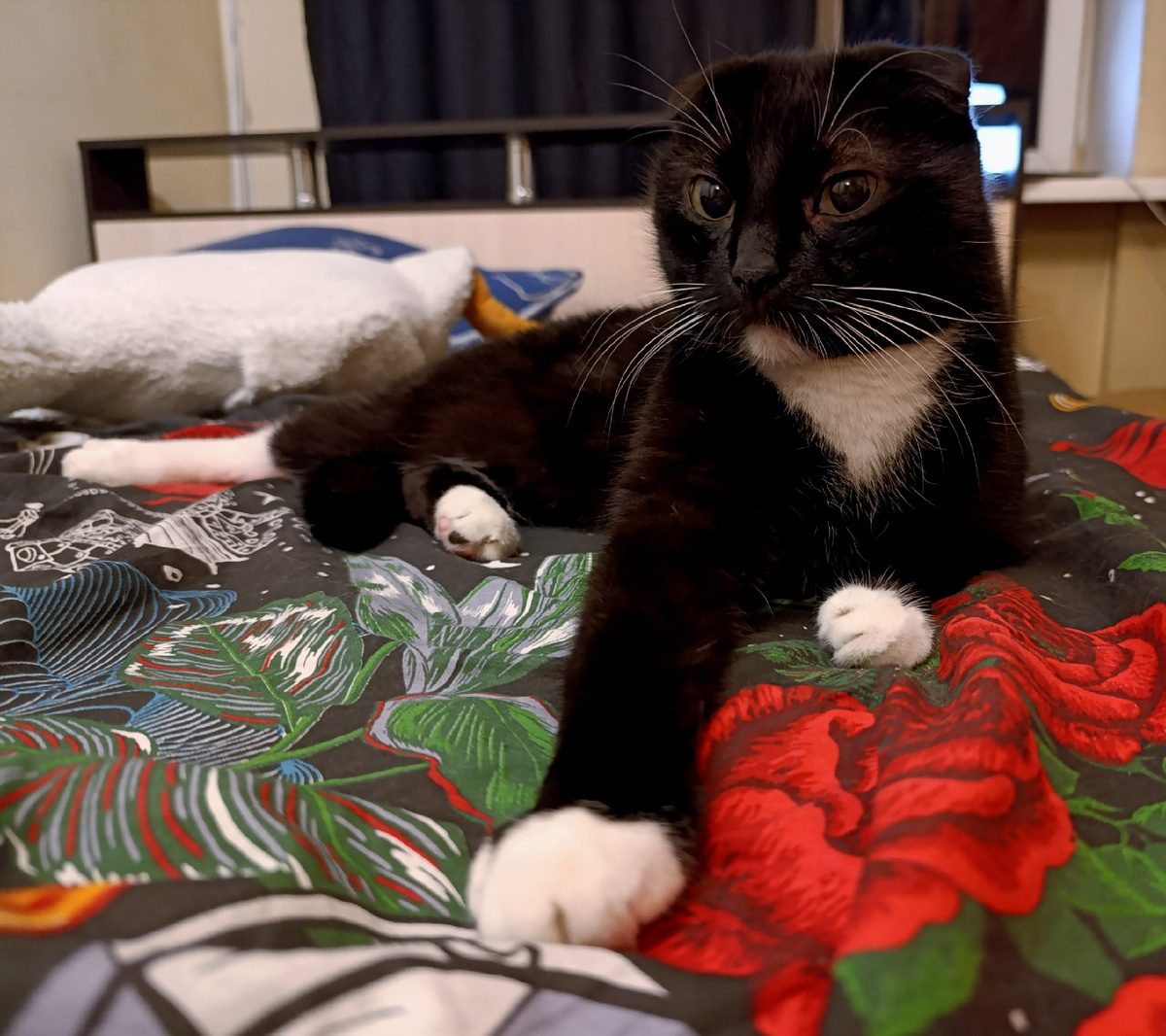 Сурен, не понимает, как можно жить в доме без кота