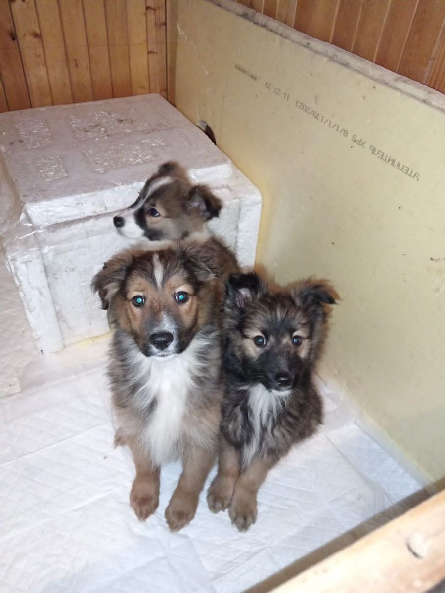 Антихвлст (Алтай), Зорро и Пух