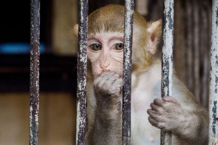    Demian Stringer/ZUMAPRESS.com/Global Look Press