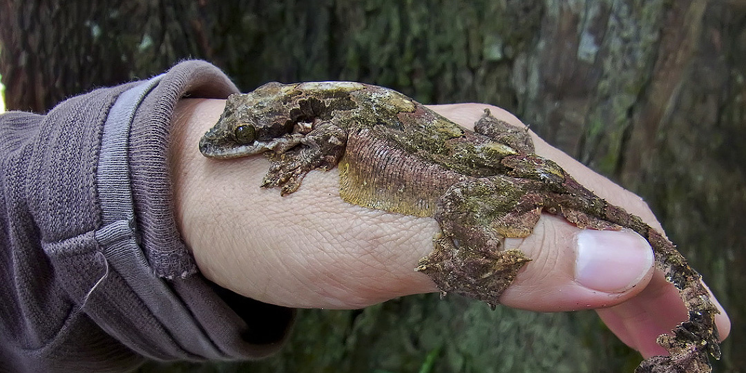 Лопастехвостый геккон: когда падение становится победой