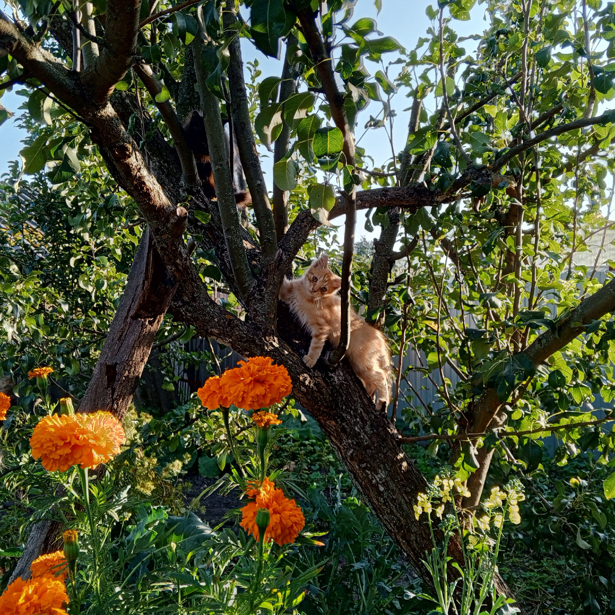 Привет, это я, Рыжик!