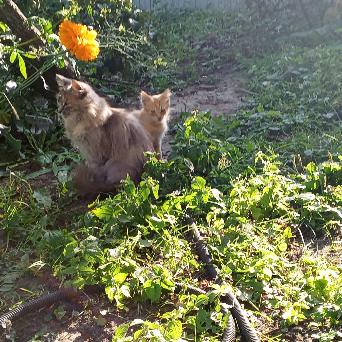 Масяня и Рыжик.