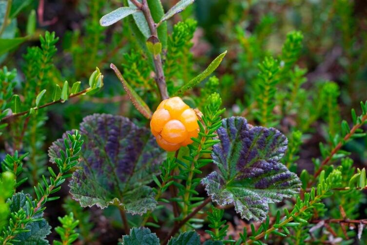    Фото: Your Fellow on Unsplash