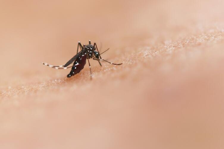    Aedes aegypti Фото: National Institute of Allergy and Infectious Diseases on Unsplash