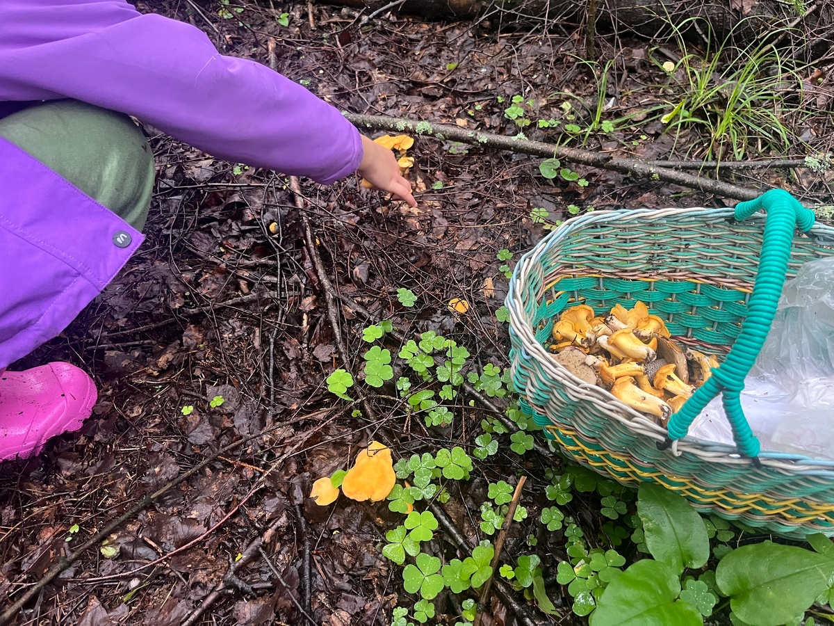    Как правильно собирать грибы: срезать или выкручивать? Миколог поставил жирную точку в вопросе