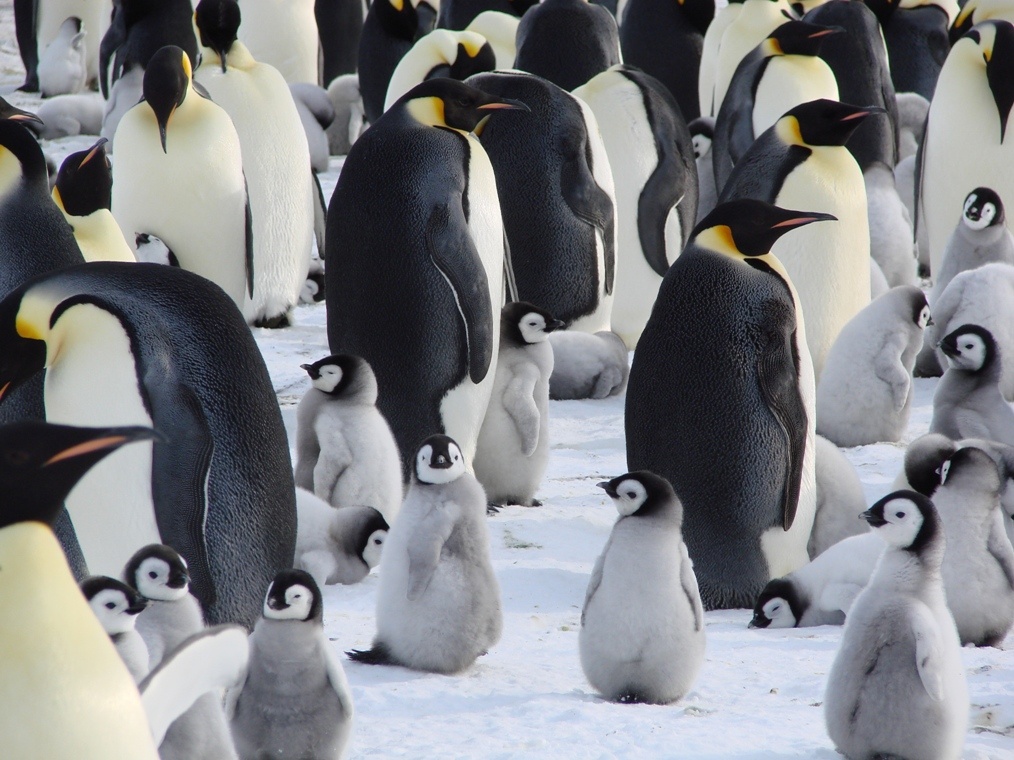    Колонии пингвинов в районе станции «Мирный» / Источник: (cc) Дмитрий Смирнов