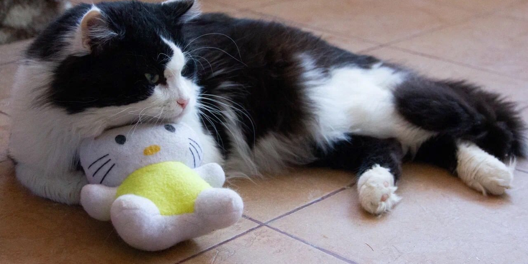 Котик Лёша надеется, что и он кому-то нужен 😿💔