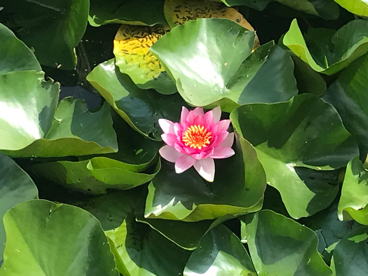 Красота одного цветка на городском пруду. Фото автора