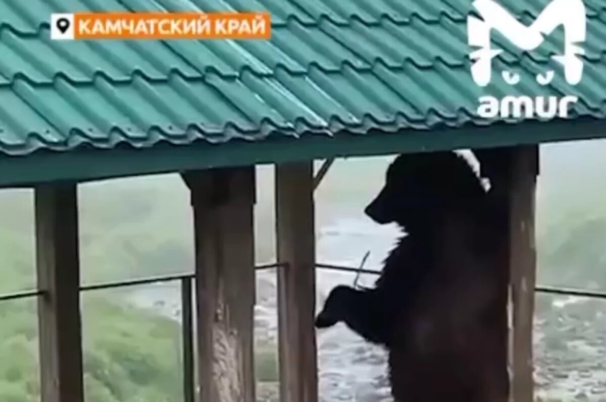    На Камчатке медведь устроил тренировку на турнике