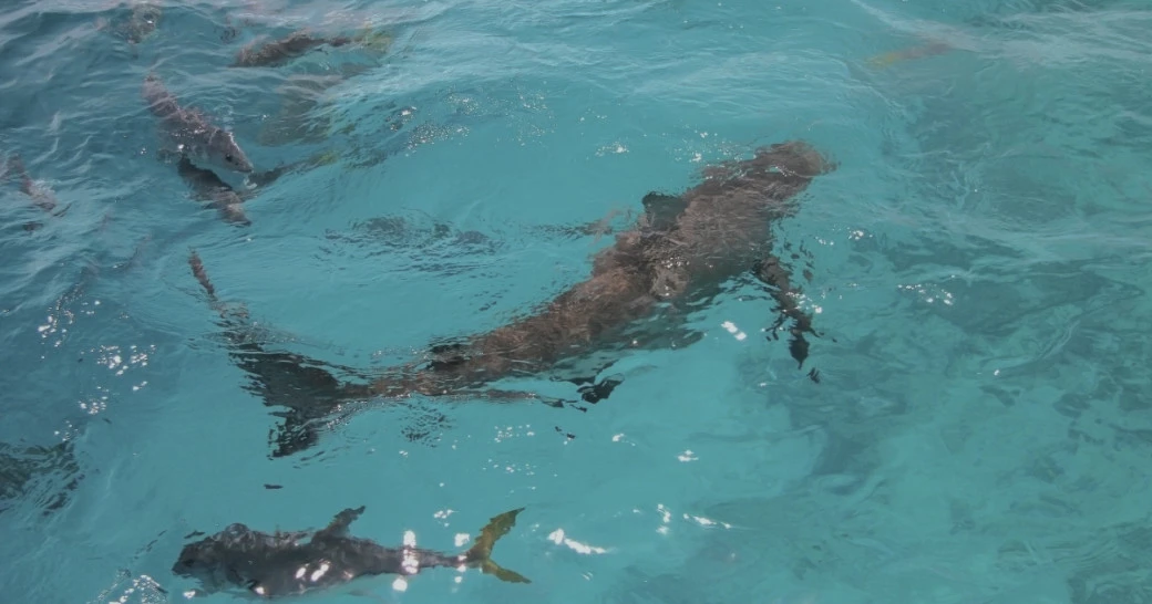 Фото: urosr | Shutterstock | Fotodom