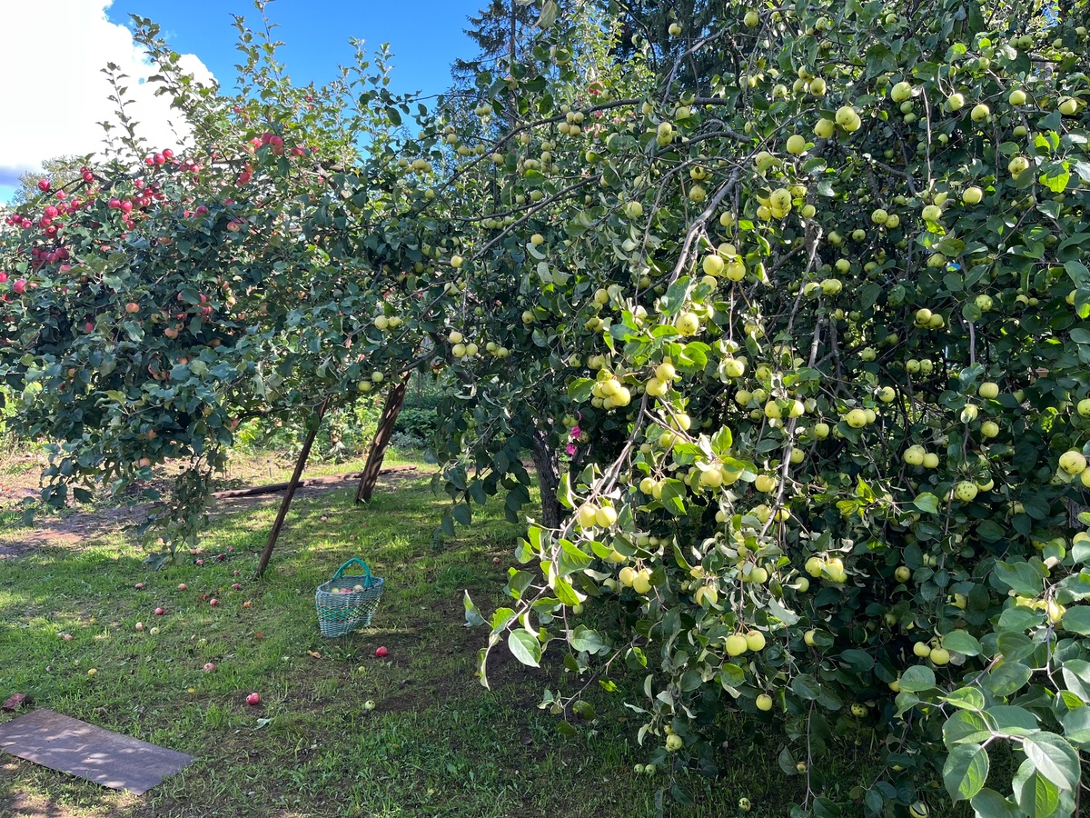    Почему яблоки и груши гниют прямо на деревьях? Эффективные способы борьбы с плодовой гнилью