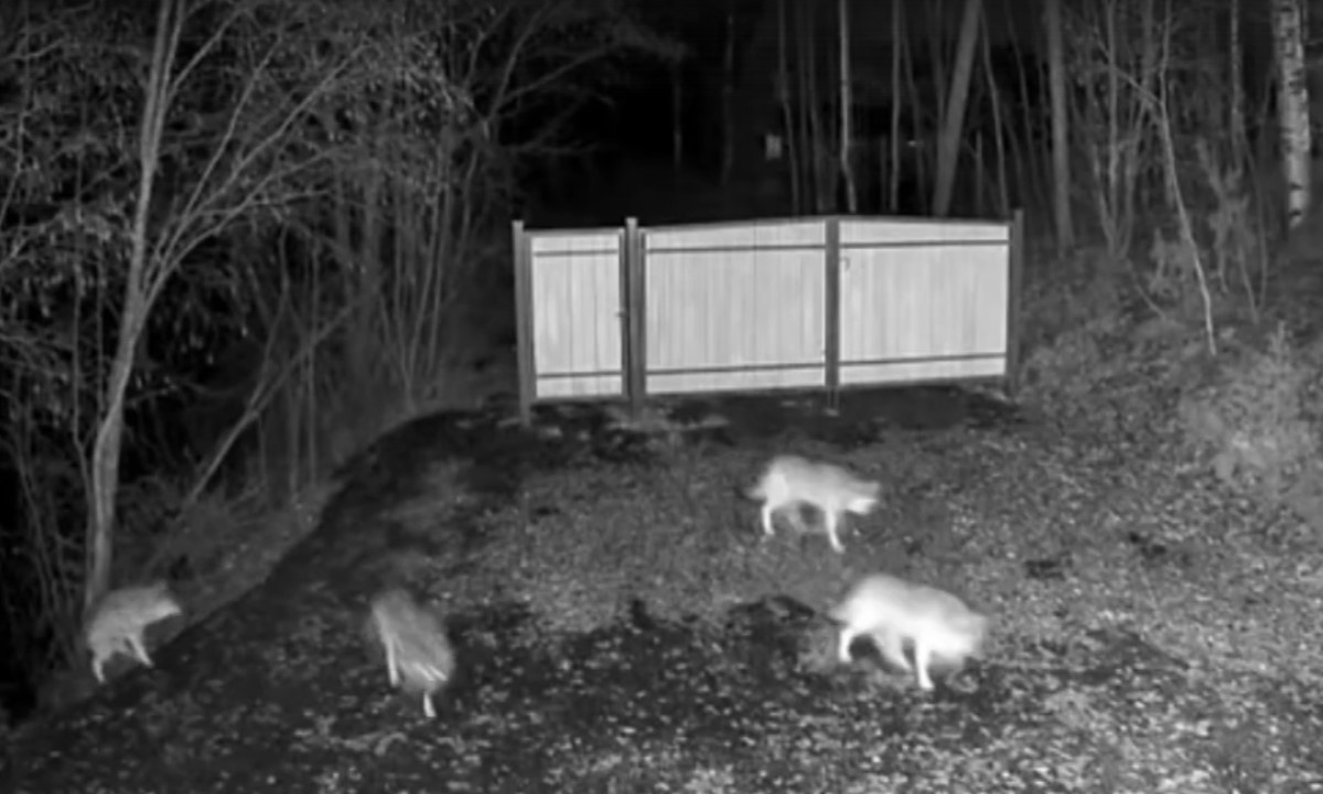 Фото vk. Карелия, пос. Тикша. 