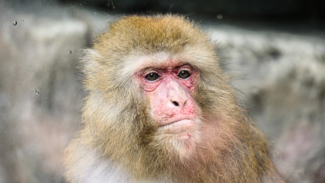    Фото: Ilya Moskovets/Globallookpress