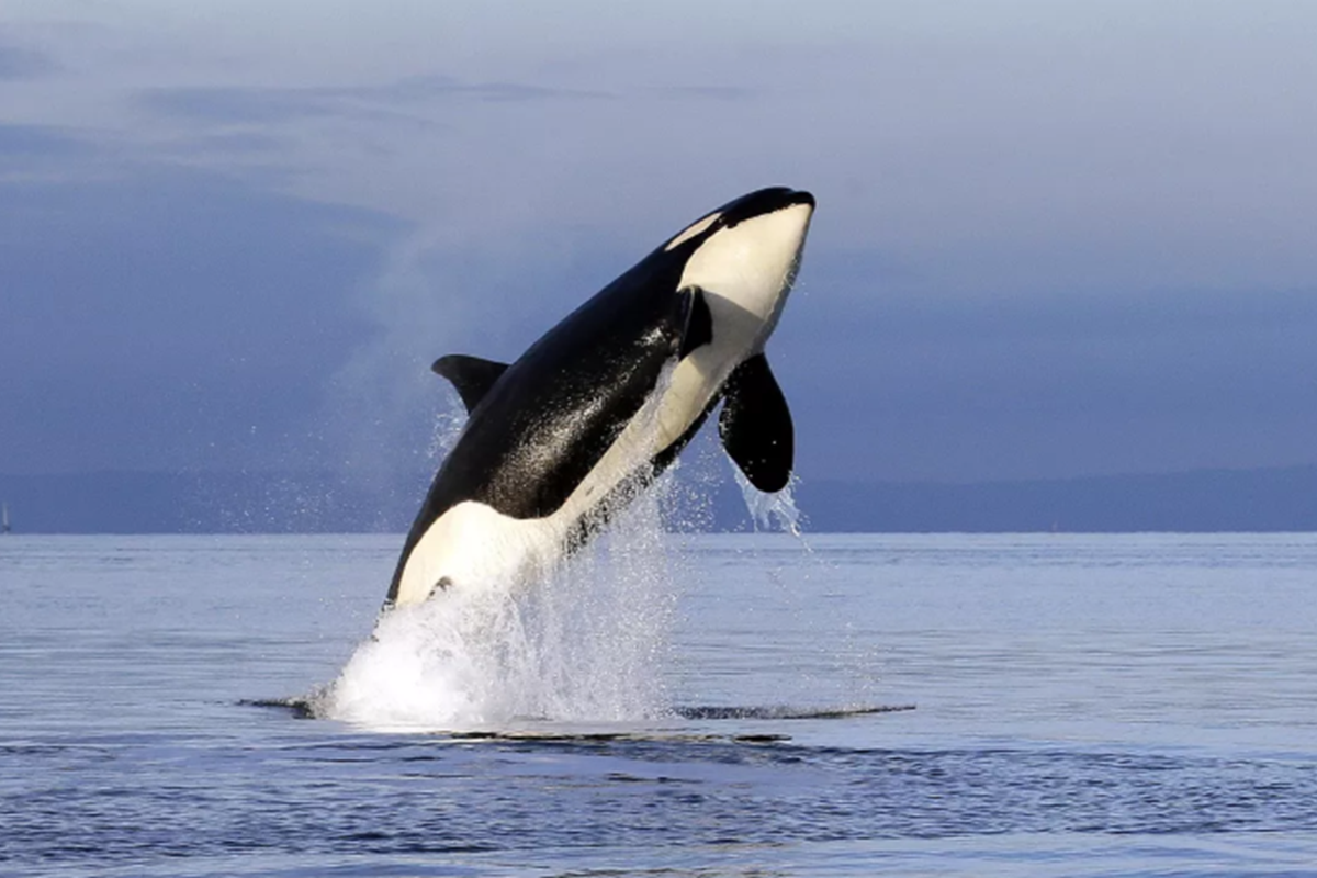    Фото: Elaine Thompson, источник: ria.ru