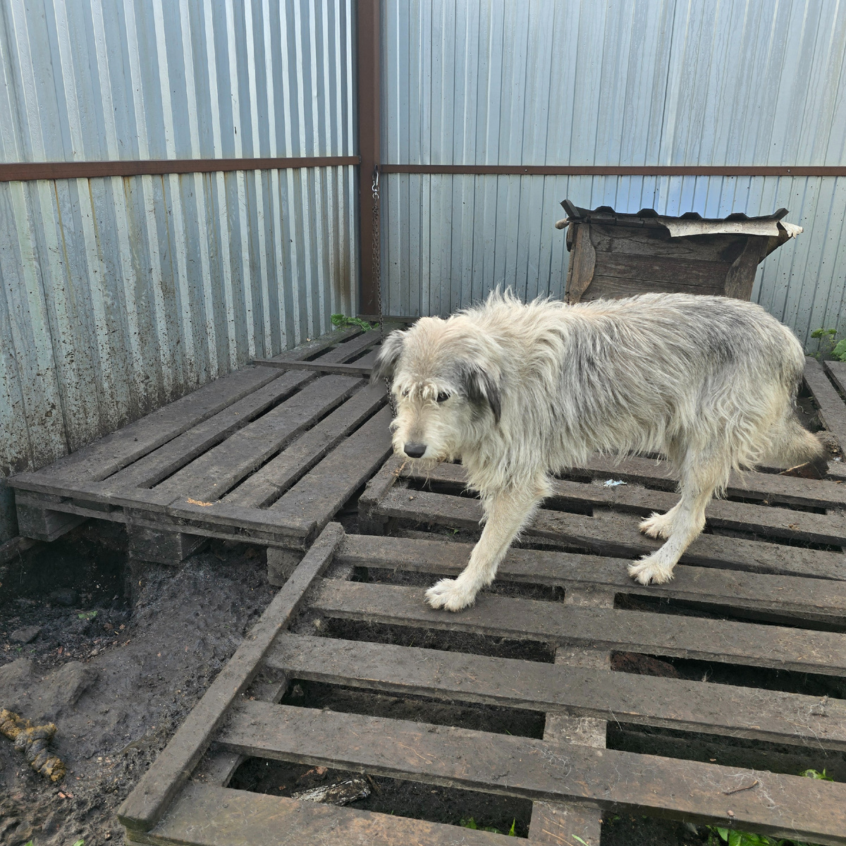Белый пес бродит одиноко по старым доскам