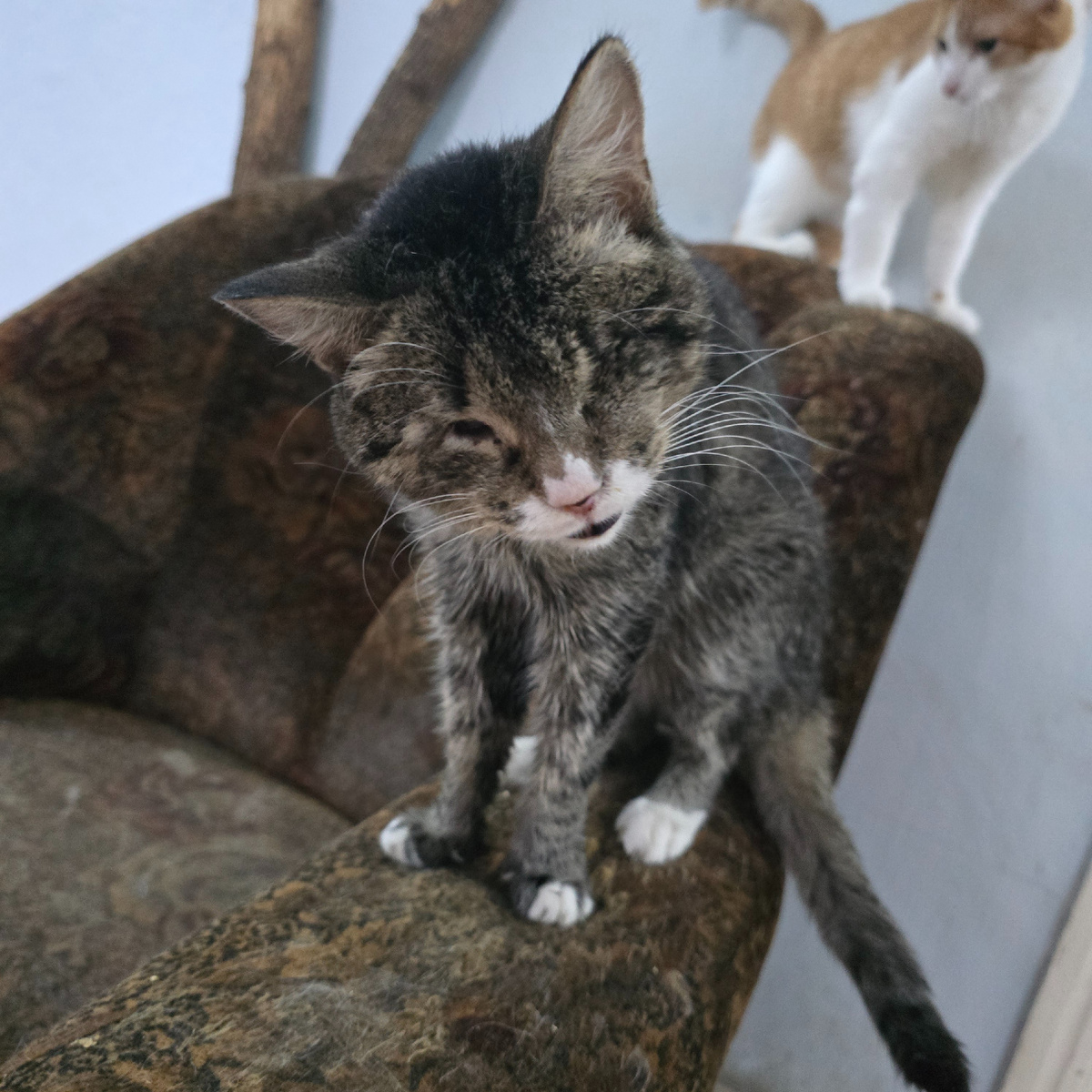 Измученный котенок с грустными глазами на диване