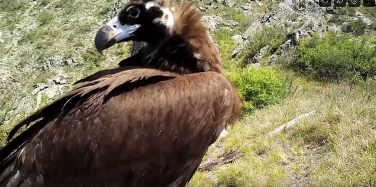     Черные грифы проверили фотоловушку на прочность в Саяно-Шушенском заповеднике