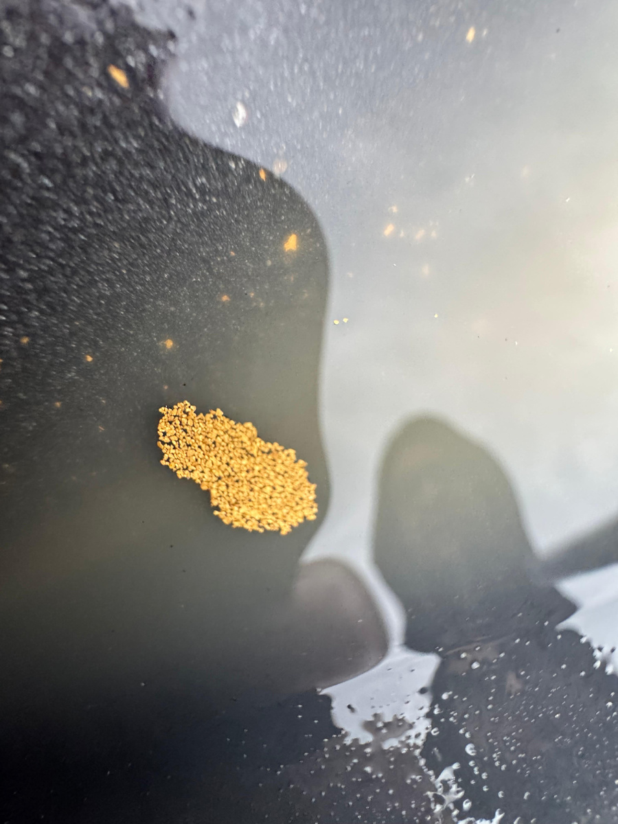 Плавучее золото не редкость при отработке труднообогатимых месторождений золота. Фото Руслана Серого