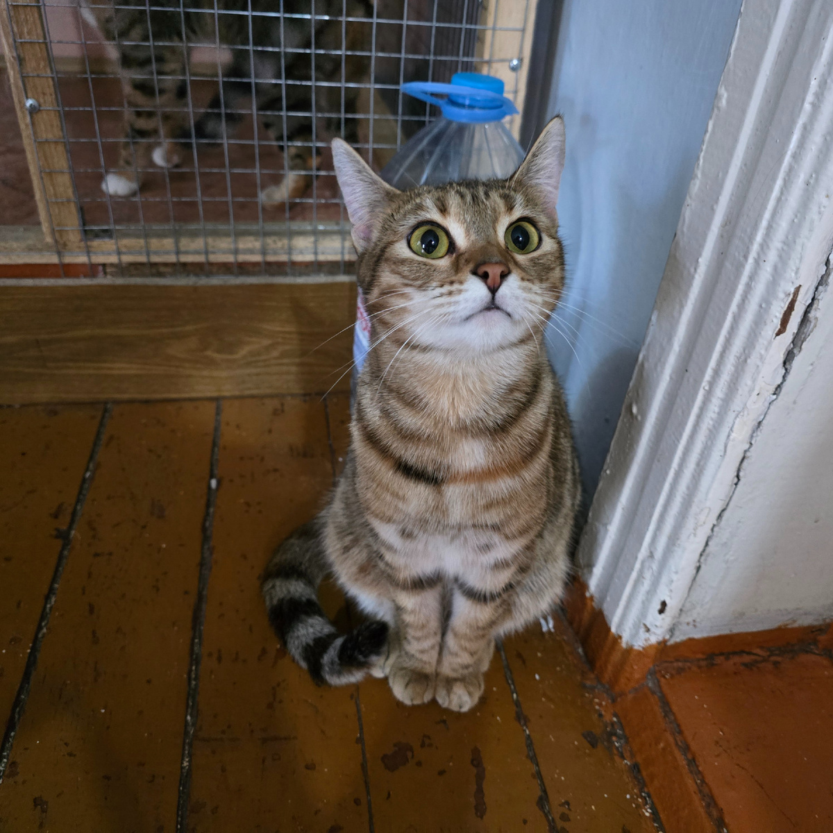 Пронзительный взгляд полосатой кошки ищет надежду