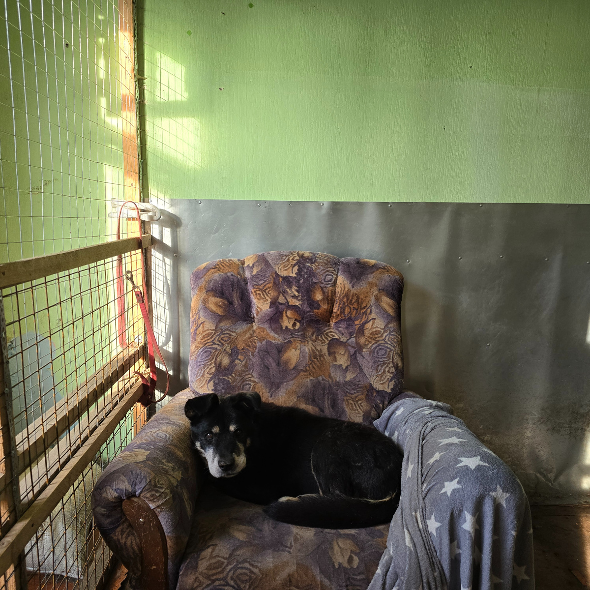 Старый пес дремлет на потертом кресле